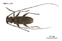 藏品(家天牛)的圖片